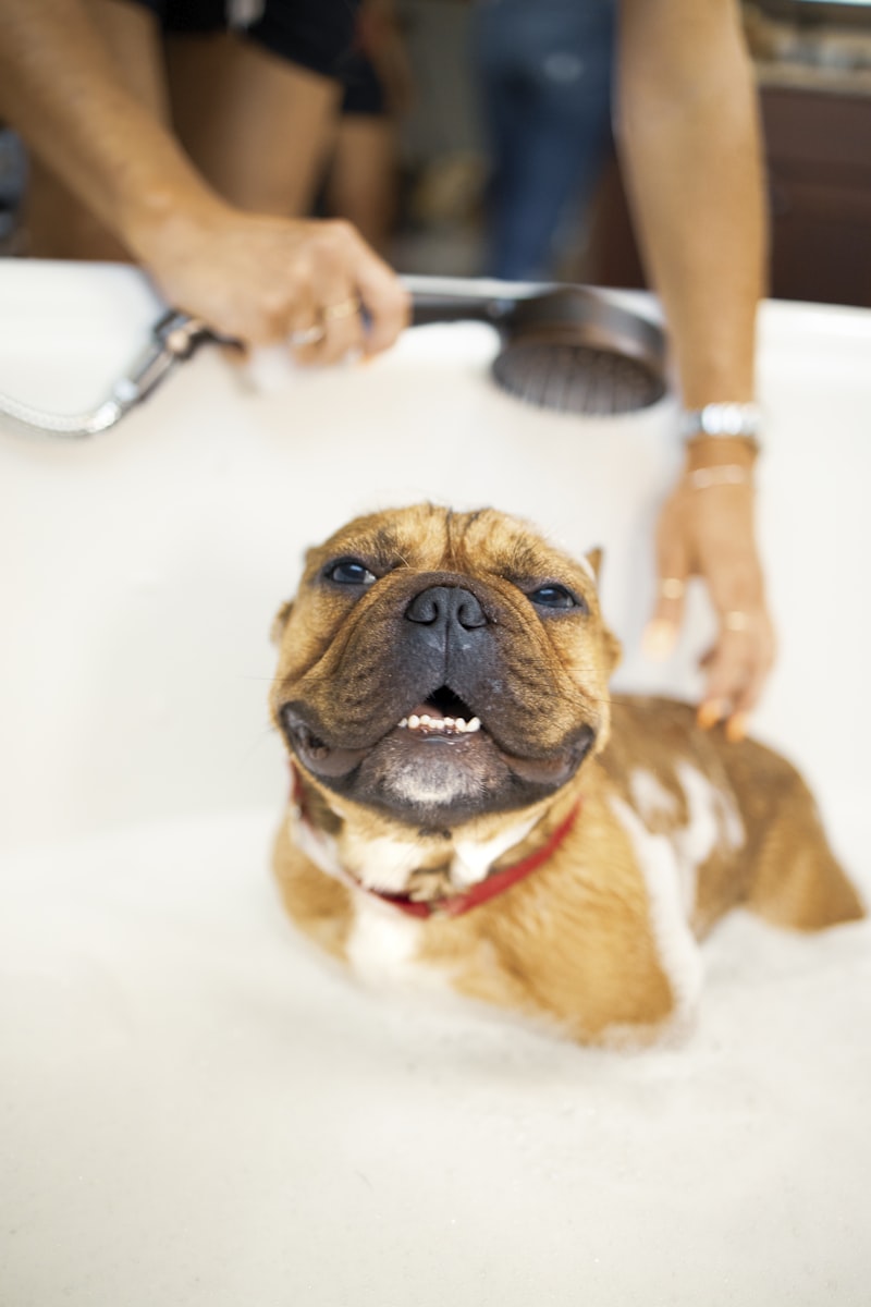 PawPal Paw Balm