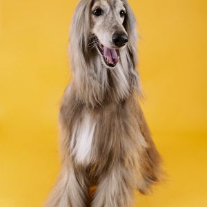 PawPal Pet Dryer Brush