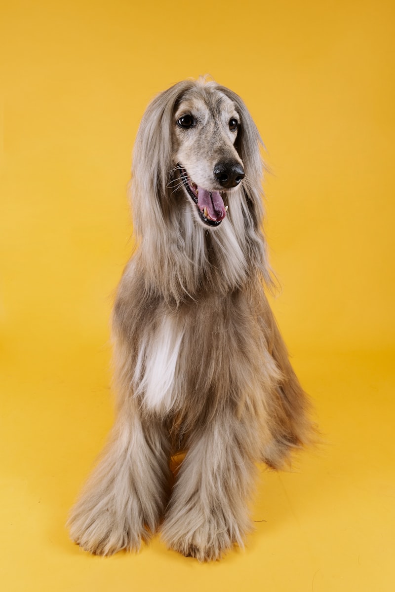 PawPal Pet Dryer Brush