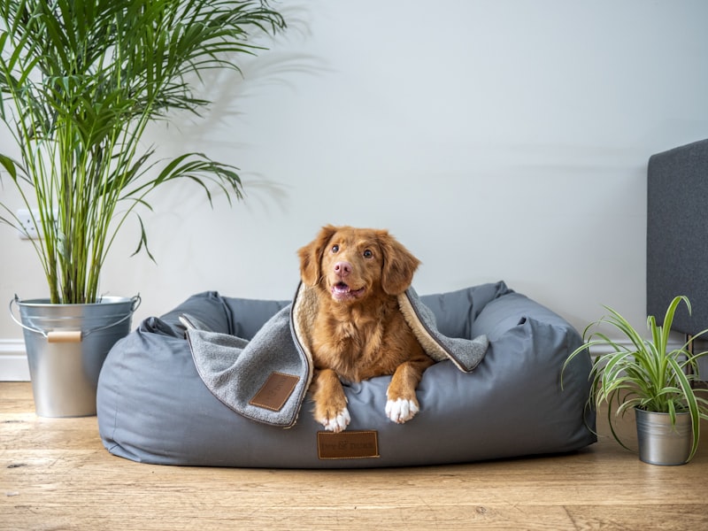 PawPal Orthopedic Dog Bed