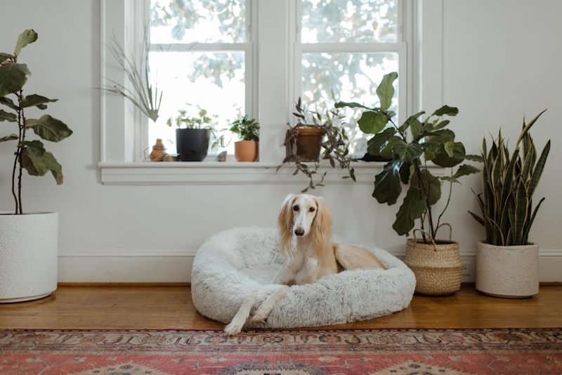 PawPal Donut Dog Bed