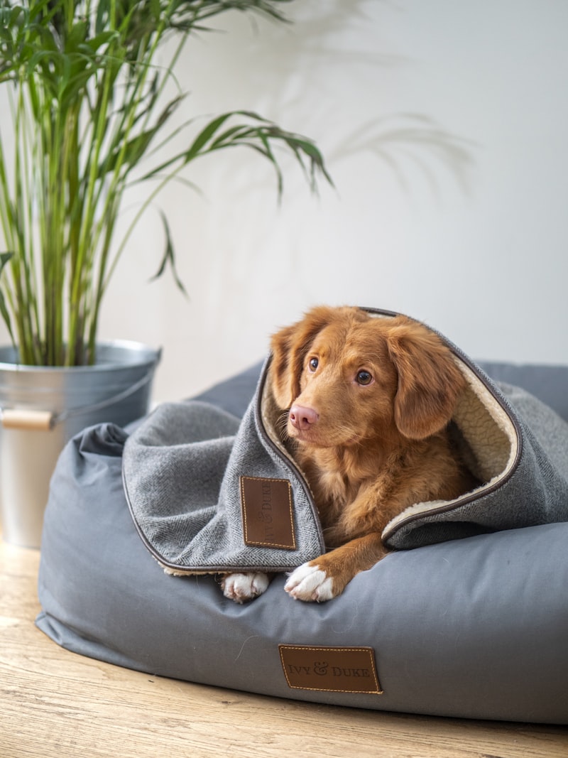 PawPal Heated Pet Bed