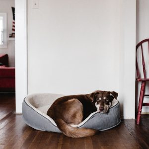 PawPal Calming Cat Bed