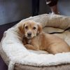 PawPal Elevated Dog Bed