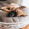 PawPal Memory Foam Dog Bed