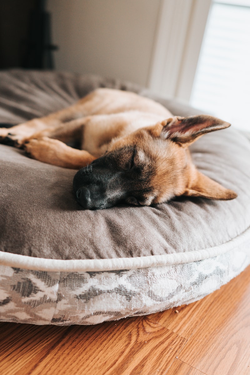 PawPal Memory Foam Dog Bed
