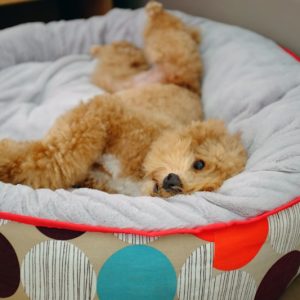 PawPal Cat Bed with Hood