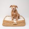 PawPal Pet Sofa Bed