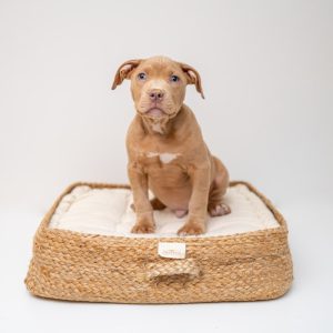 PawPal Pet Sofa Bed