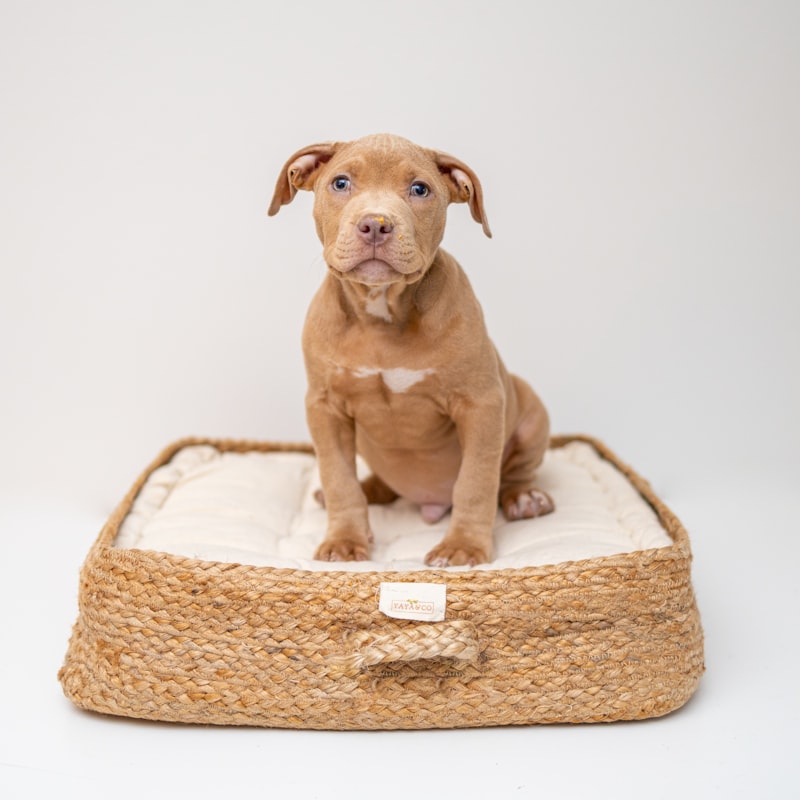 PawPal Pet Sofa Bed