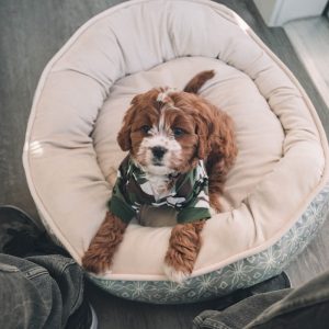 PawPal Dog Crate Pad