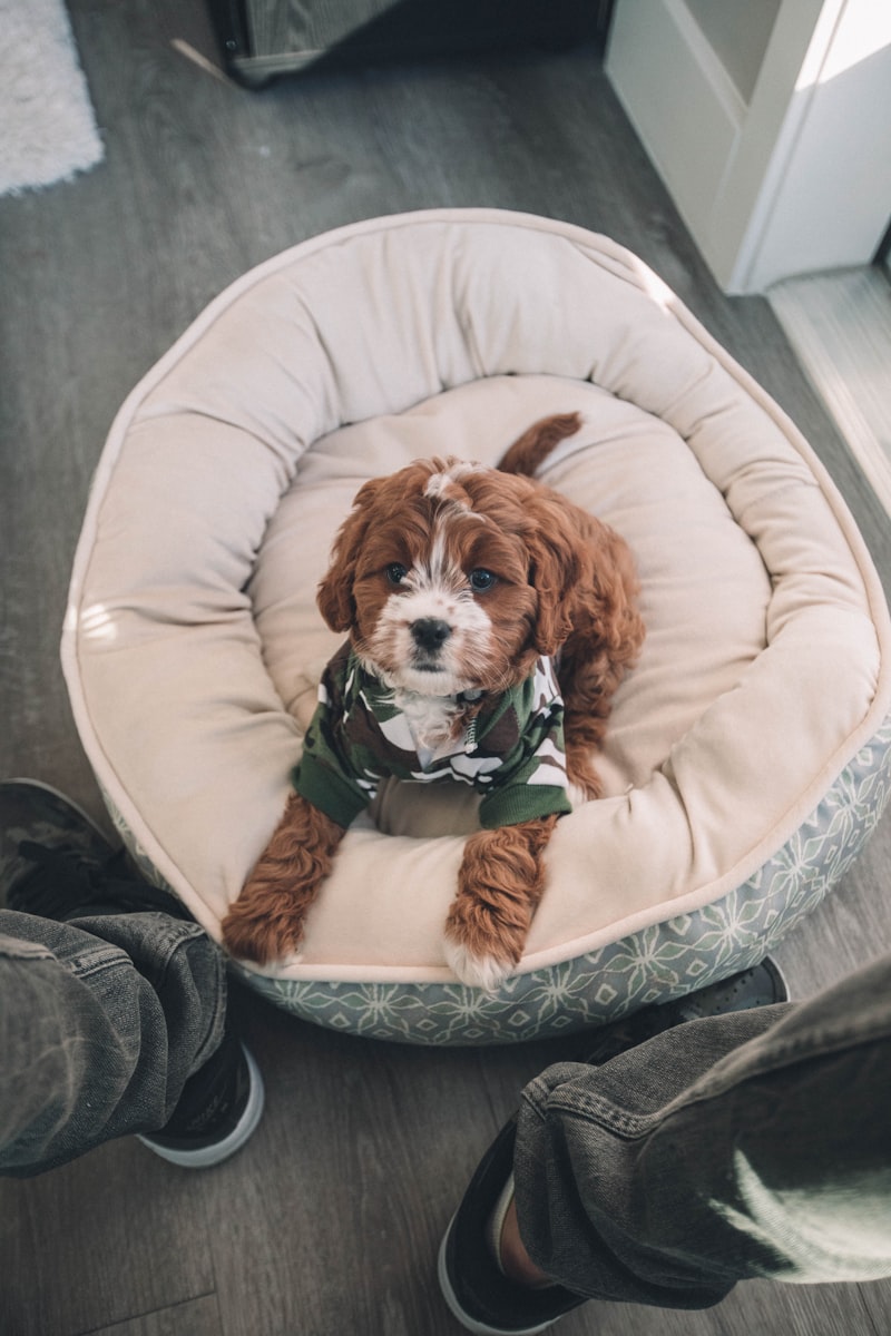 PawPal Dog Crate Pad