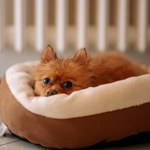 PawPal Pet Lounge Bed