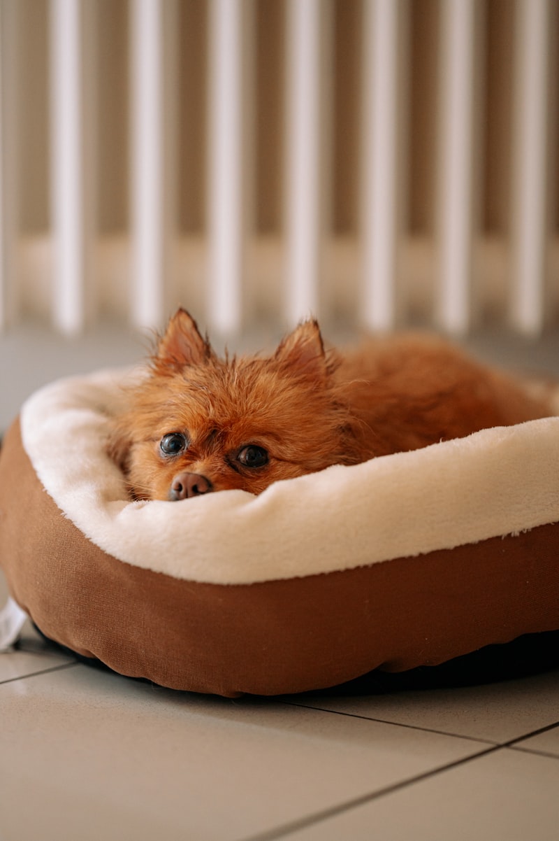 PawPal Pet Lounge Bed