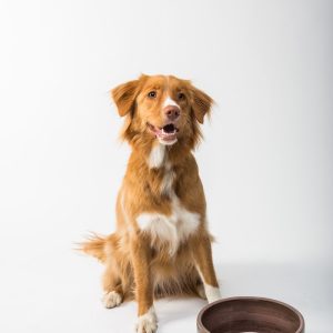 PawPal Premium Chicken & Rice Dog Food 12lb