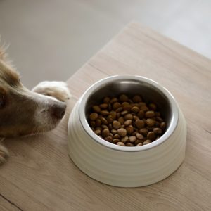 PawPal Grain-Free Salmon Dog Food 24lb