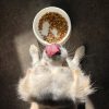 PawPal Puppy Formula Dog Food 8lb