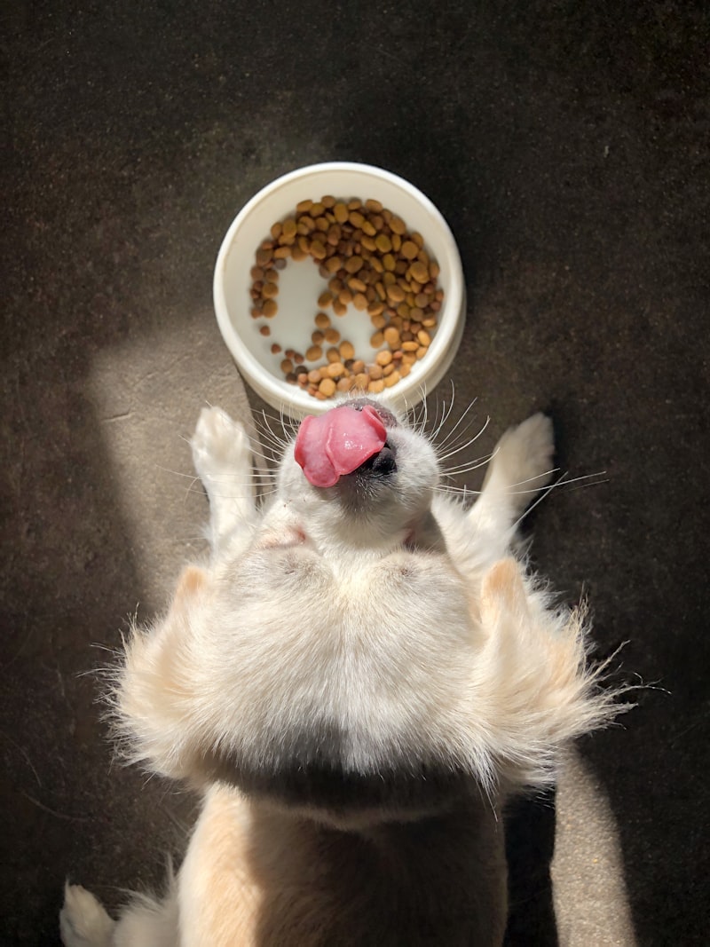 PawPal Puppy Formula Dog Food 8lb