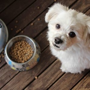 PawPal Sensitive Stomach Dog Food 12lb