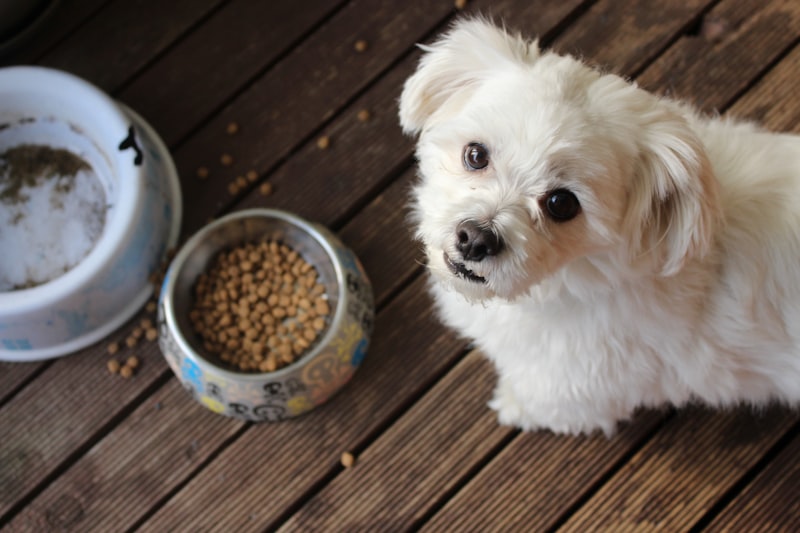 PawPal Sensitive Stomach Dog Food 12lb
