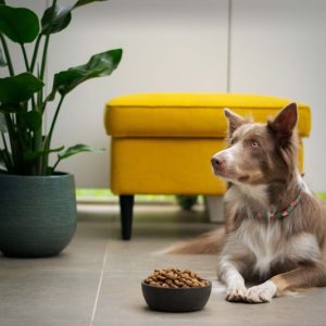 PawPal High Protein Dog Food 25lb