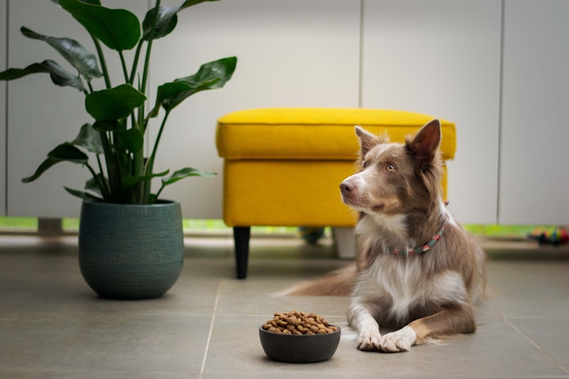 PawPal High Protein Dog Food 25lb
