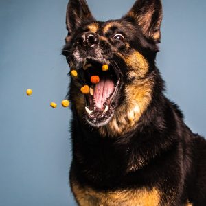 PawPal Duck & Potato Dog Food 14lb