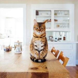 PawPal Indoor Cat Food 7lb
