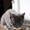 PawPal Grain-Free Salmon Cat Food 5lb
