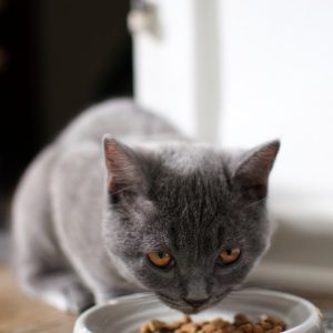 PawPal Grain-Free Salmon Cat Food 5lb
