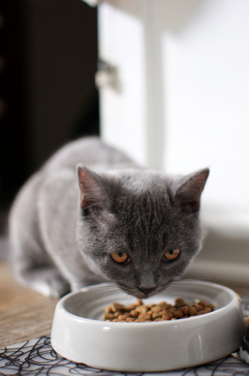 PawPal Grain-Free Salmon Cat Food 5lb