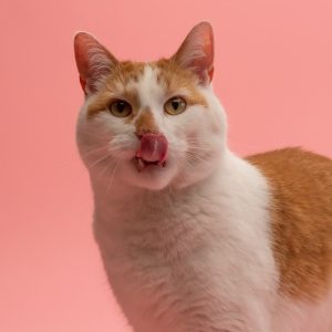 PawPal Kitten Formula Cat Food 3lb