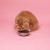 PawPal Sensitive Skin Cat Food 5lb