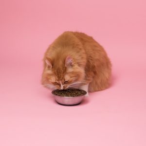 PawPal Sensitive Skin Cat Food 5lb