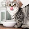 PawPal Organic Chicken Cat Food 4lb