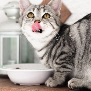 PawPal Organic Chicken Cat Food 4lb