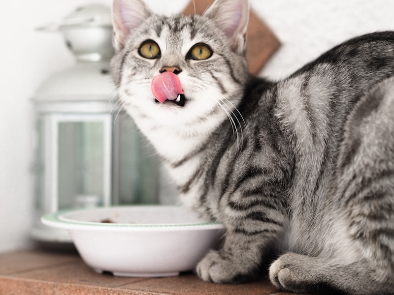 PawPal Organic Chicken Cat Food 4lb