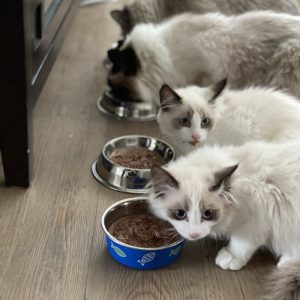 PawPal Indoor Hairball Cat Food 8lb
