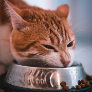 PawPal Dental Health Cat Food 6lb
