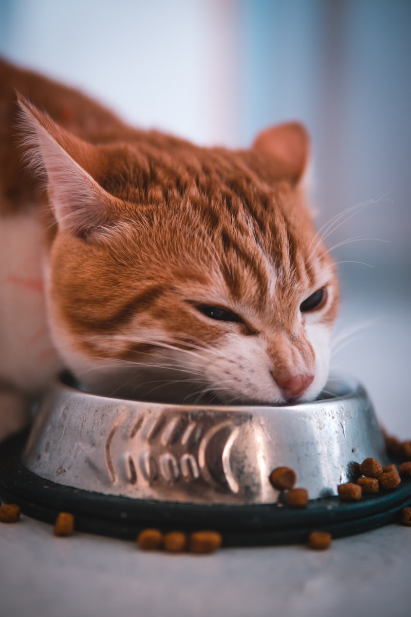 PawPal Dental Health Cat Food 6lb