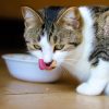 PawPal Kitten Growth Cat Food 3lb