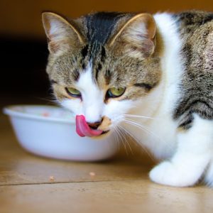 PawPal Kitten Growth Cat Food 3lb