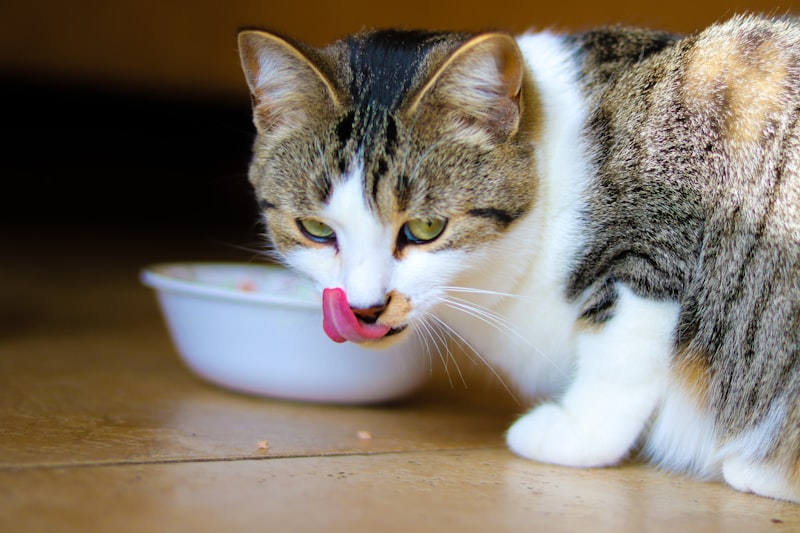 PawPal Kitten Growth Cat Food 3lb