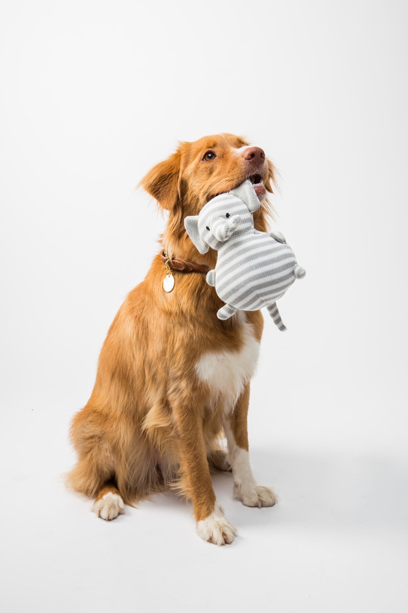 PawPal Rope Tug Toy