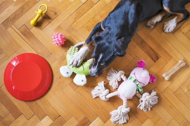 PawPal Flying Disc
