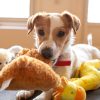 PawPal Plush Squeaky Bear