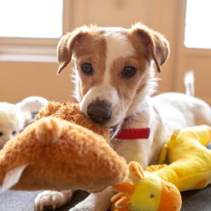 PawPal Plush Squeaky Bear