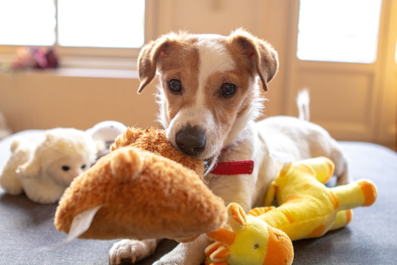 PawPal Plush Squeaky Bear