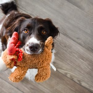 PawPal Durable Rope Ball