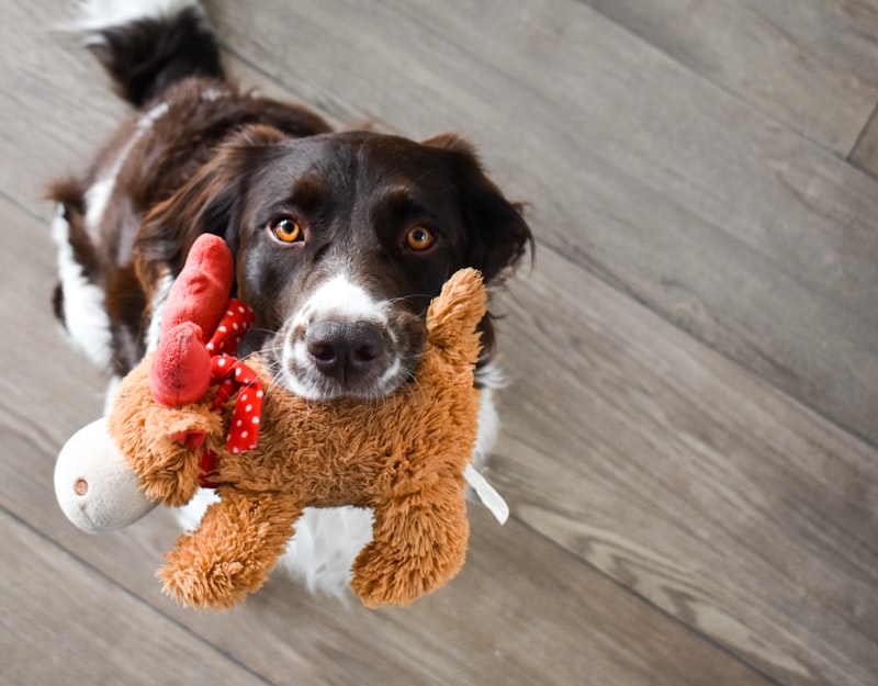 PawPal Durable Rope Ball